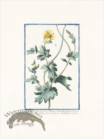 Bonelli 386 Yellow horned Poppy